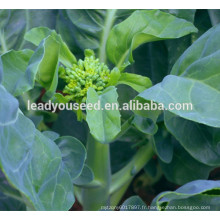 MKL02 Cujing graines de brocoli chinois vente chaude, graines de kailan fleur jaune